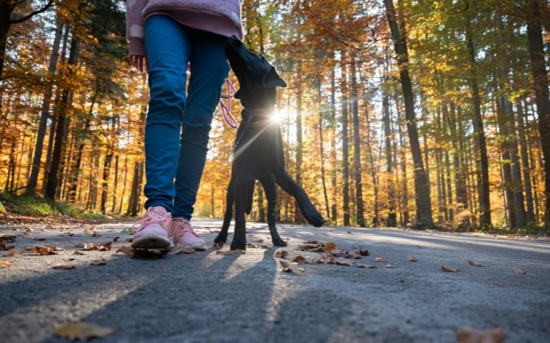 When training a dog what does heel mean? 7 when training a dog what does heel mean