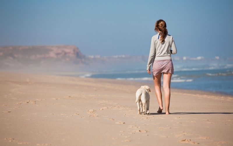 When training a dog what does heel mean? 9 when training a dog what does heel mean