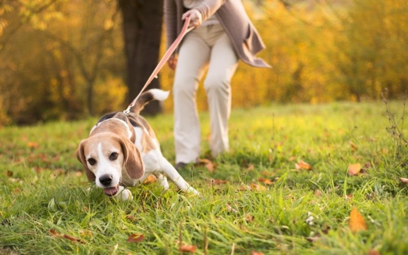 When training a dog what does heel mean? 10 when training a dog what does heel mean
