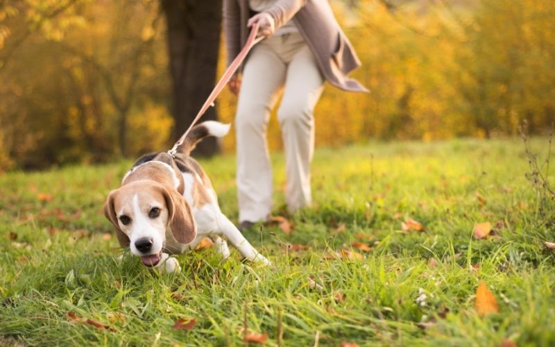 when training a dog what does heel mean