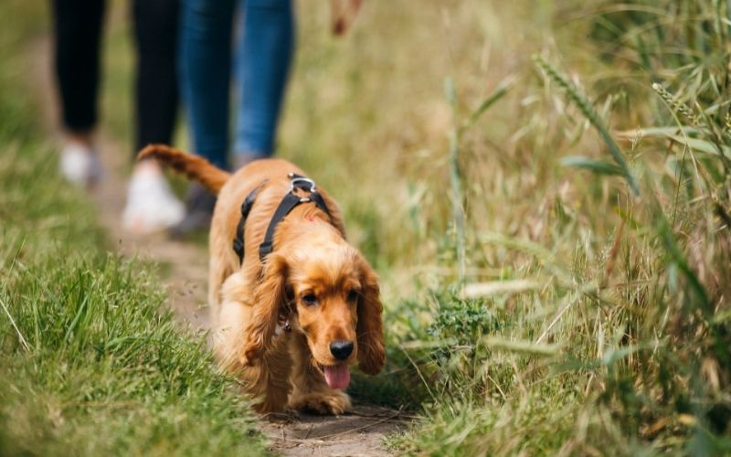 when training a dog what does heel mean