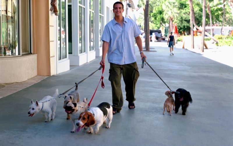 When training a dog what does heel mean? 11 when training a dog what does heel mean