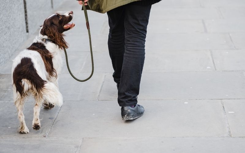 when training a dog what does heel mean