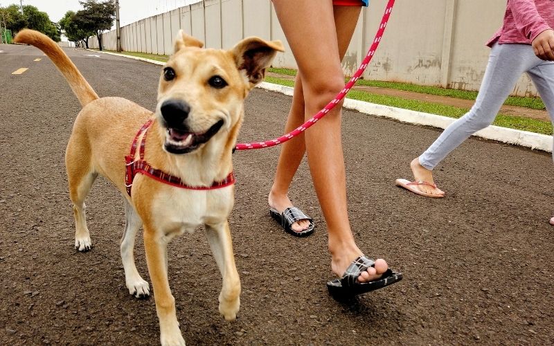 When training a dog what does heel mean?