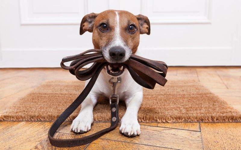 When can you stop training a dog? 7 when can you stop training a dog