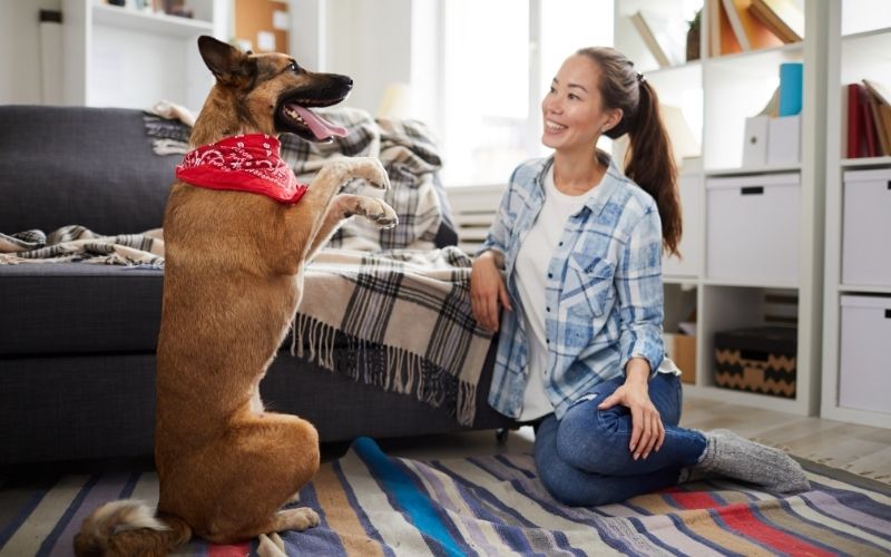 When can you stop training a dog? 8 when can you stop training a dog