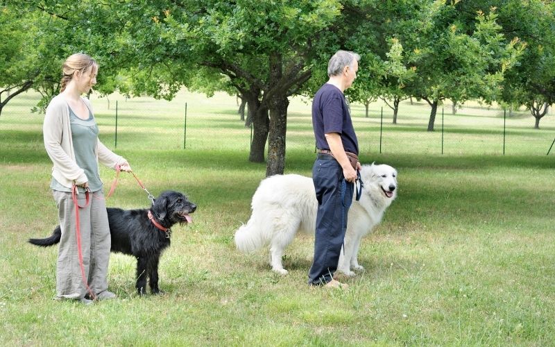 how hard is dog training