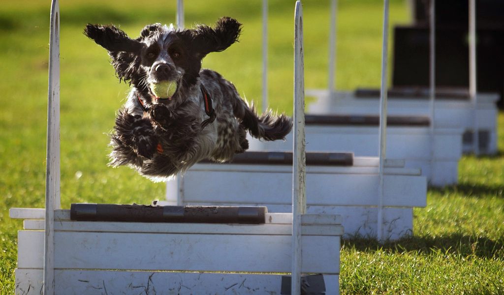 How do I train my spaniel? 8 How do I train my spaniel?