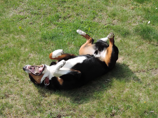 why do dogs roll in poo