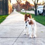 can I walk my dog with kennel cough