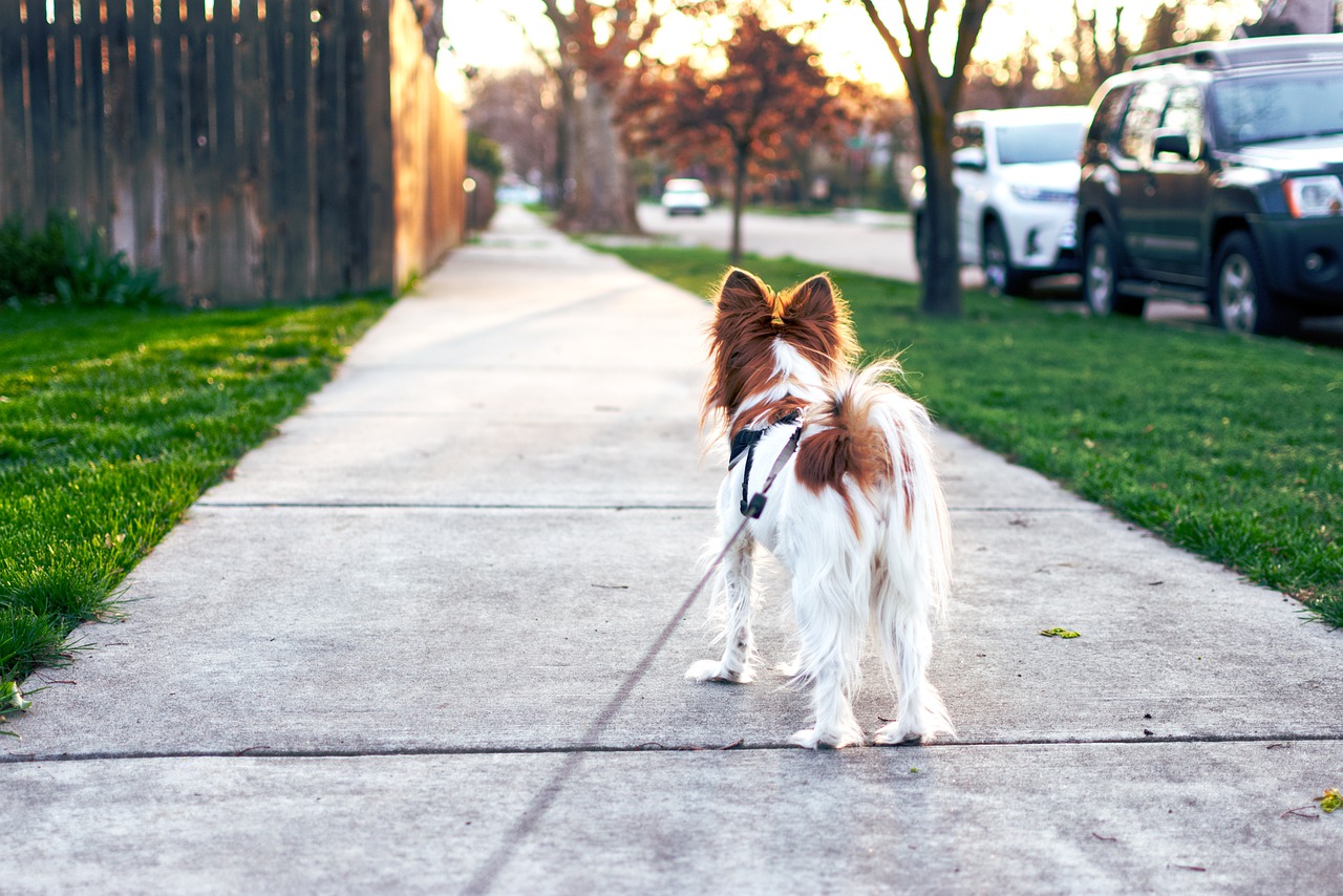 can I walk my dog with kennel cough