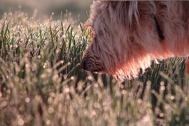 why do dogs roll in poo