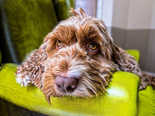 why do dogs roll in poo