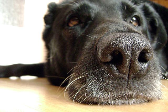 Why do dogs roll in poo? 8 why do dogs roll in poo