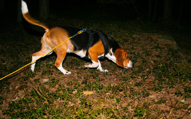 How far away can dogs smell their owners?