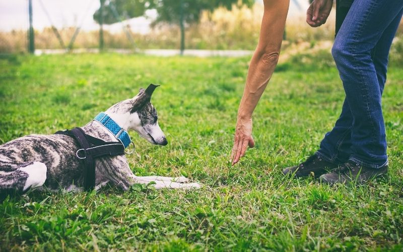 how do you train a dog for beginners