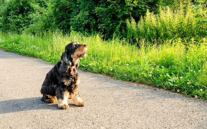How do you train a dog for beginners? 10 how do you train a dog for beginners