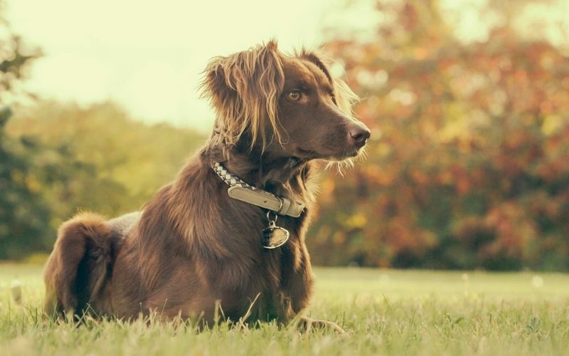 How do you train a dog for beginners? 12 how do you train a dog for beginners