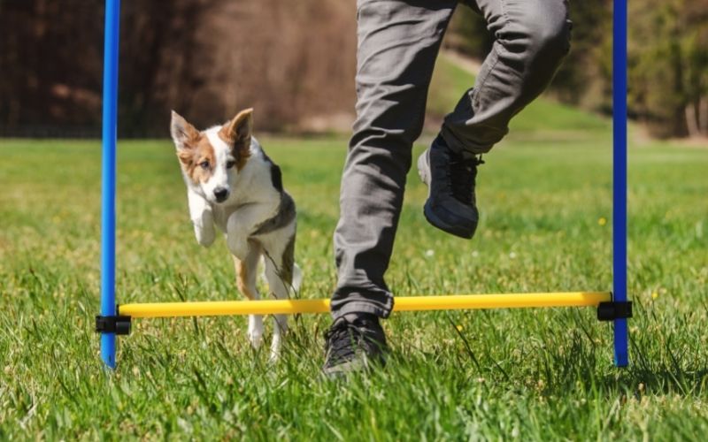 How do you train a dog for beginners? 11 how do you train a dog for beginners