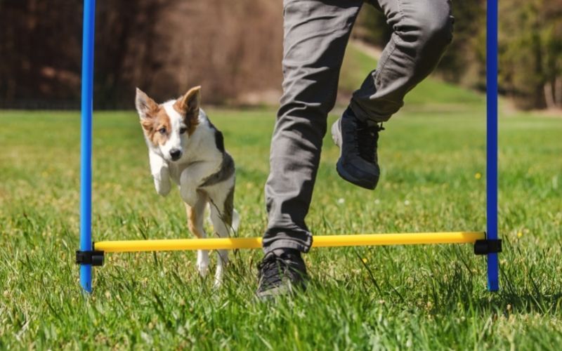 how do you train a dog for beginners