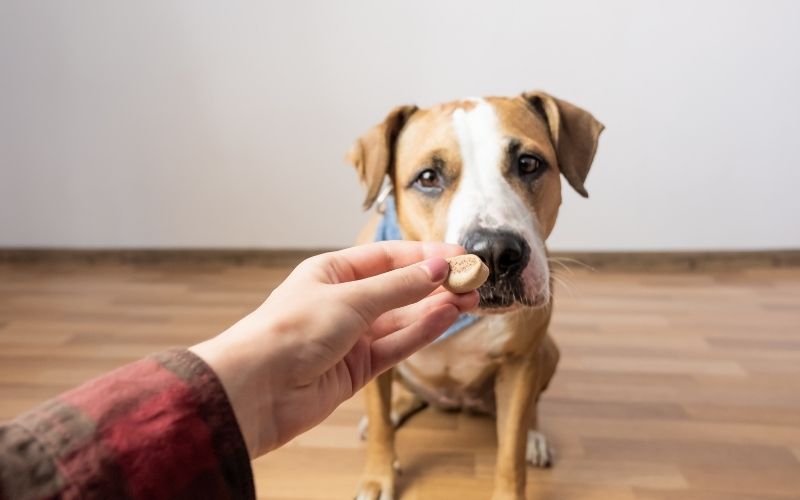 How do you train a dog for beginners? 14 how do you train a dog for beginners