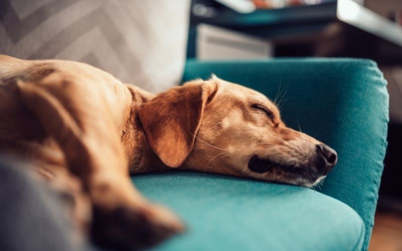 How do you train a dog for beginners? 15 how do you train a dog for beginners