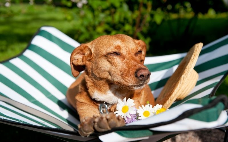 do dogs like elevated beds