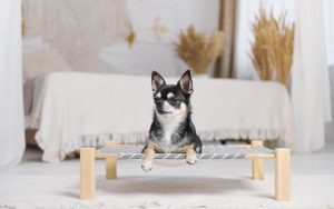 do dogs like elevated beds