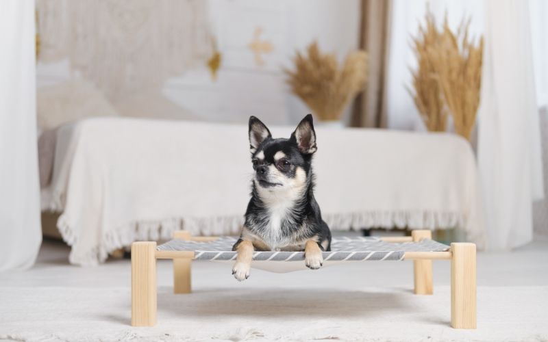 Do dogs like elevated beds?