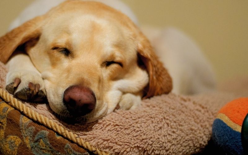 do dogs like elevated beds