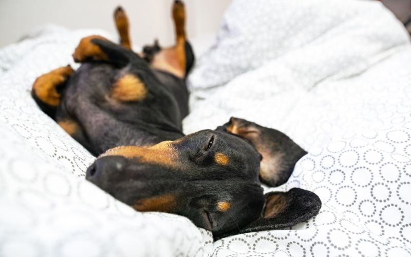 What does it mean when a dog sleeps on it's back? 2 What does it mean when a dog sleeps on it's back?