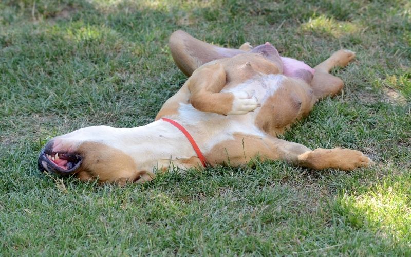 What does it mean when a dog sleeps on it's back? 3 What does it mean when a dog sleeps on it's back?