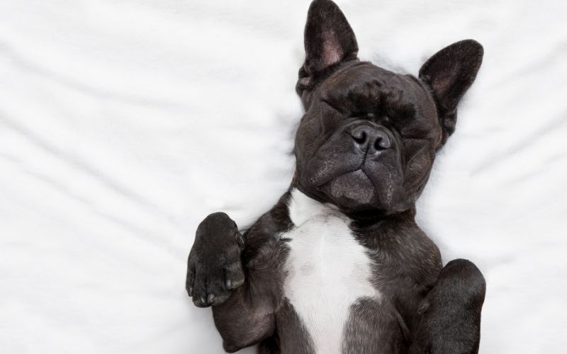 What does it mean when a dog sleeps on it's back? 4 What does it mean when a dog sleeps on it's back?