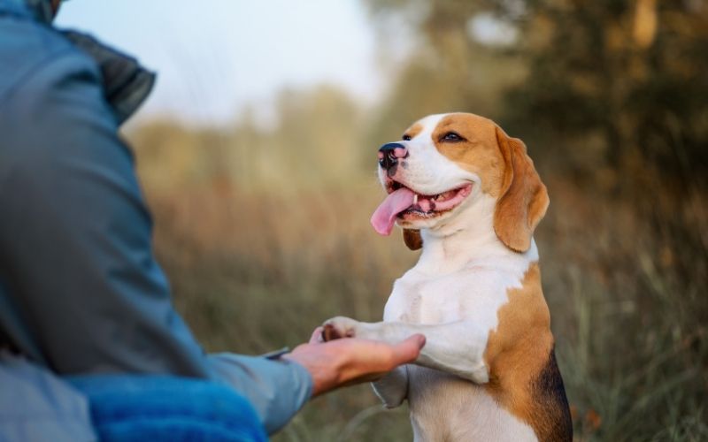 Can I train my dog myself?