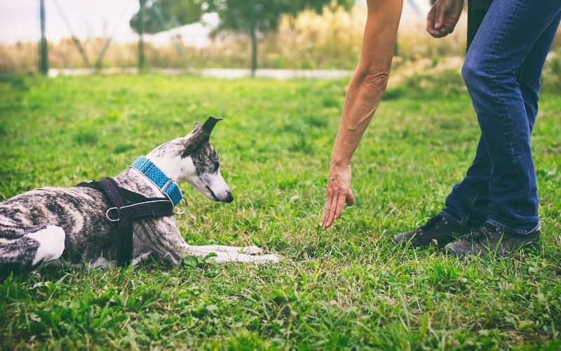 Can I train my dog myself? 2 Can I train my dog myself?