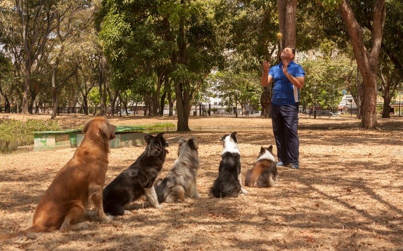 Can I train my dog myself? 3 Can I train my dog myself?