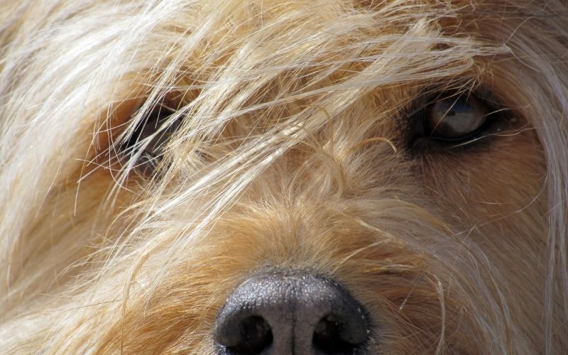 Can dogs see in the dark? 8 Can dogs see in the dark?