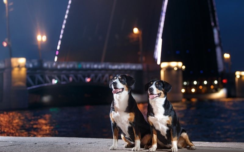 Can dogs see in the dark? 9 Can dogs see in the dark?