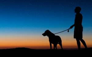 Can dogs see in the dark?