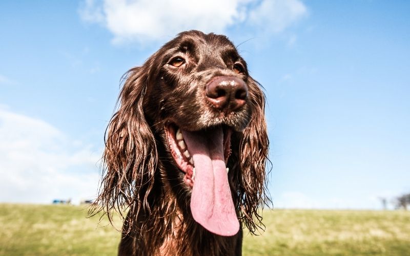 why do cocker spaniels pee in the house