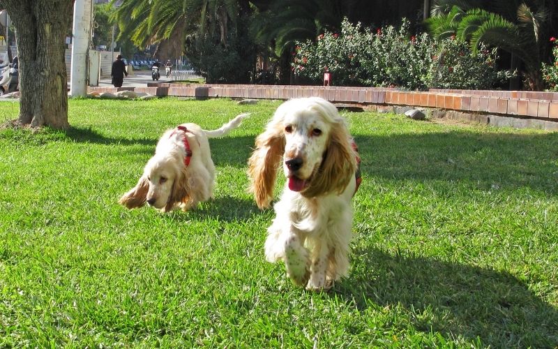 Why do Cocker spaniels pee in the house? 8 why do cocker spaniels pee in the house