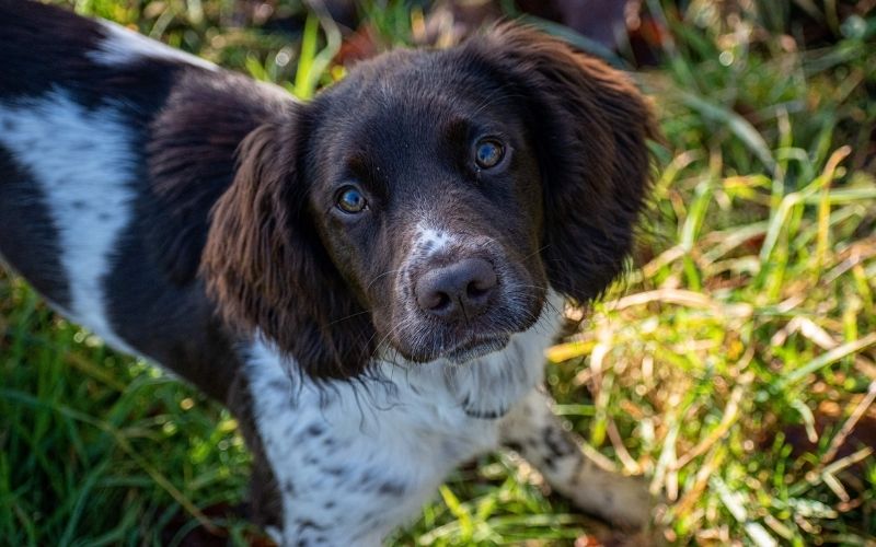 why do cocker spaniels pee in the house