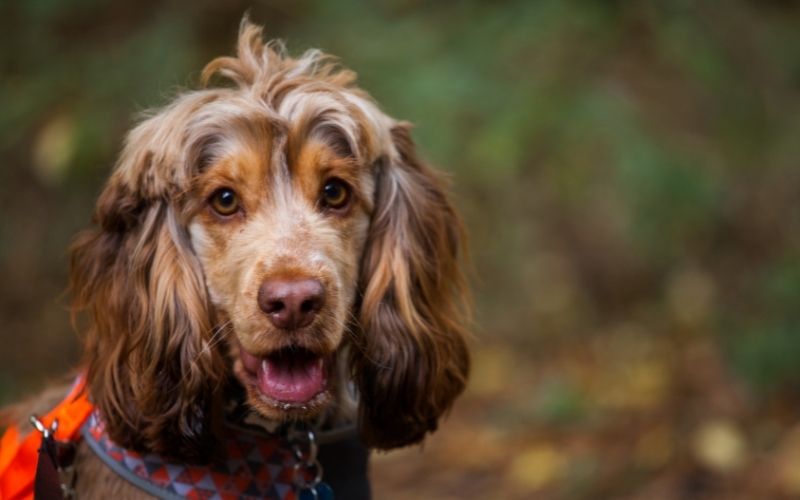 why do cocker spaniels pee in the house