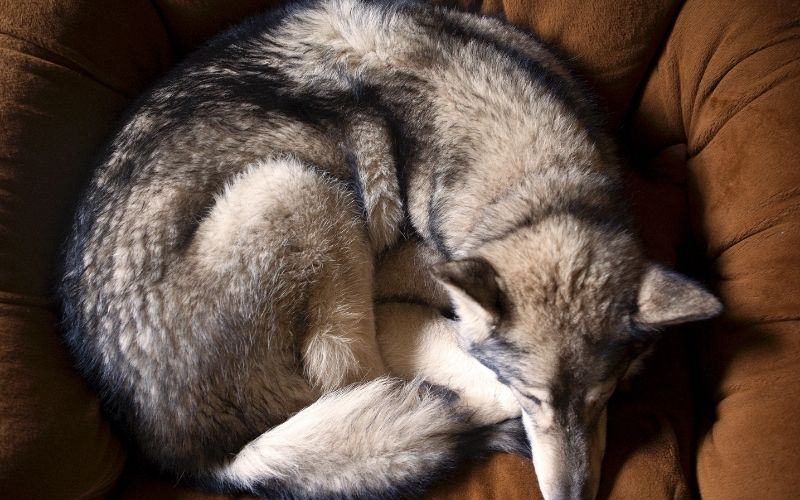 Why do dogs circle before they lie down?