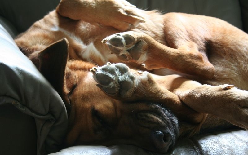 Why do dogs circle before they lie down? 9 Why do dogs circle before they lie down?