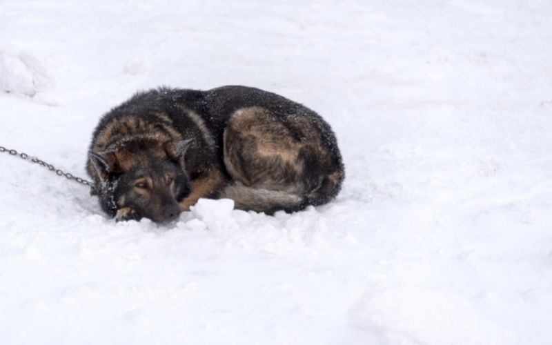 Why do dogs circle before they lie down?