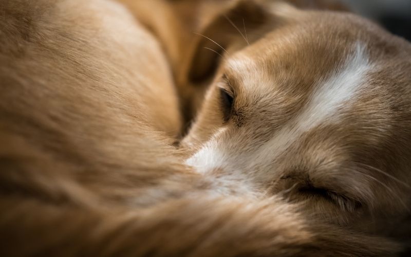 Why do dogs circle before they lie down? 11 Why do dogs circle before they lie down?