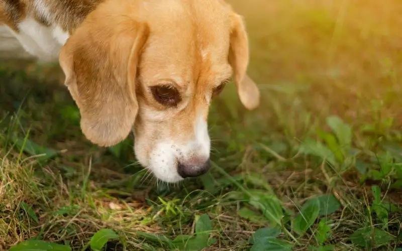 How far away can dogs smell their owners?