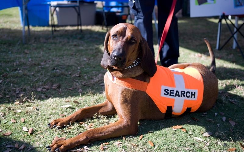 How far away can dogs smell their owners?