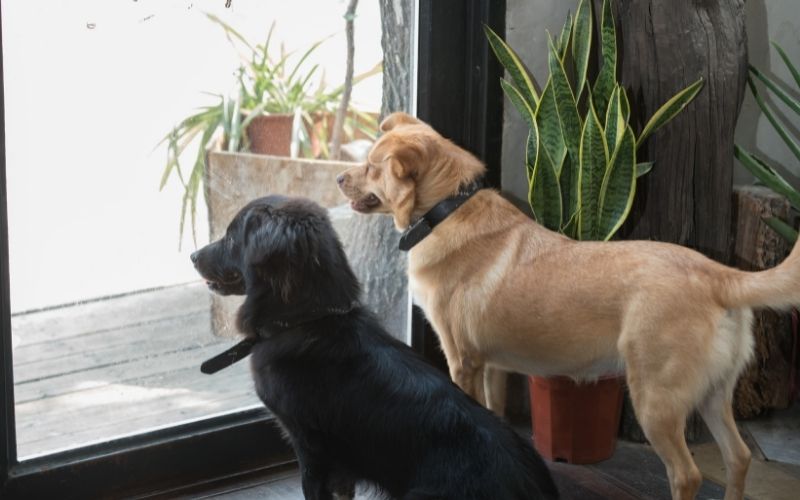 How far away can dogs smell their owners?